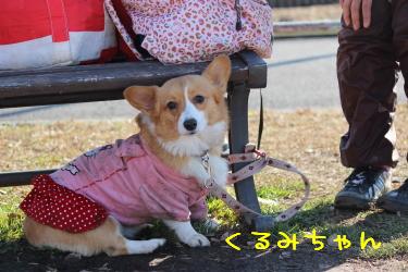 くるみちゃん
