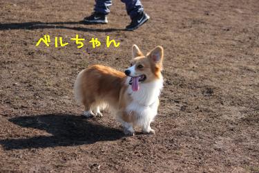 ベルちゃん
