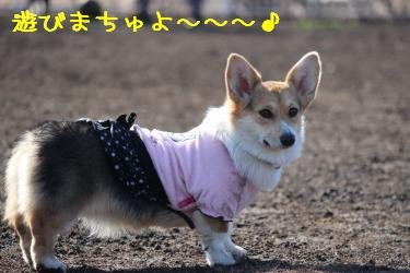 遊びまちゅよ~☆