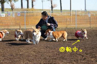 コギわらわら
