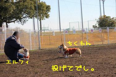 投げてでしー。