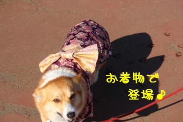 ナデシコぱんちゃん