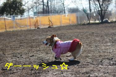 ダッシュのくるみちゃん。