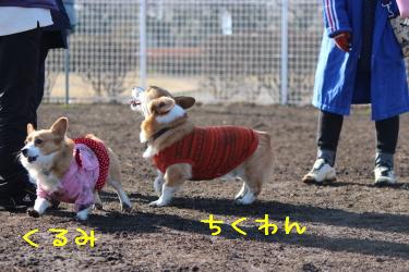 くるみ&ちくカップル
