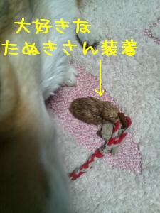 たぬきさん装着。