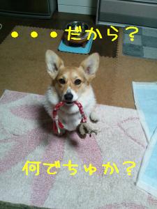 だから何でちゅか?