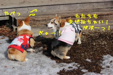 わたちもまぜなちゃーい!