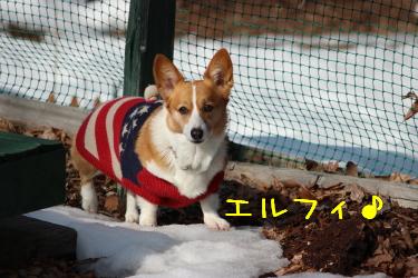 エルフィ姉さん