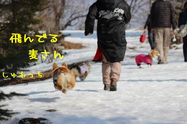 残念な飛行犬