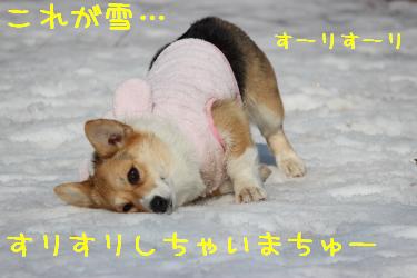初めての雪でちゅー。