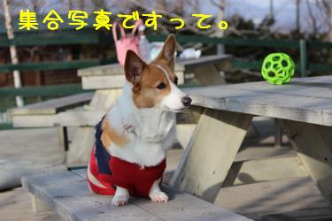 おしとやかエルフィ