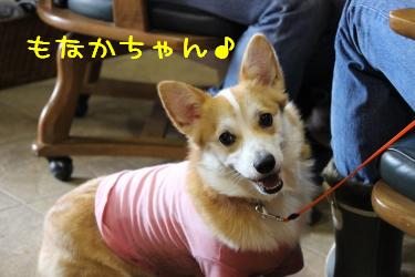 もなかちゃん