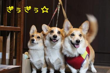 ぎぅぎぅ。
