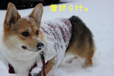 お鼻が雪だらけ