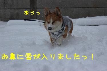 お鼻に入りましたっ!