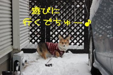 雪ん子萌香たん。