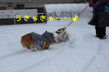 うきゃきゃ♪