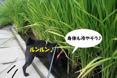 201209115