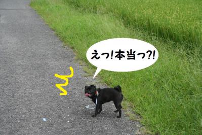 201209117
