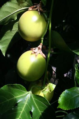 2012091321