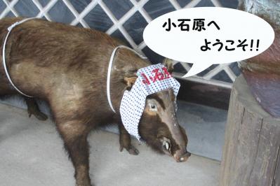 201205034