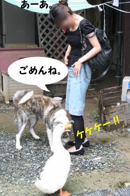 201207018
