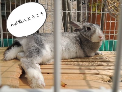 いもこ寝そべり