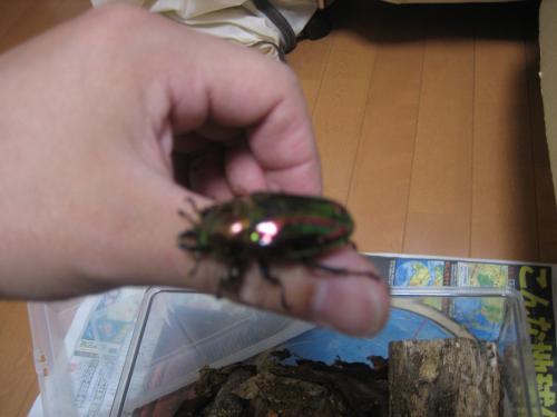 IMG_3357_convert_20120519224653.jpg