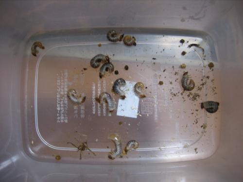 IMG_3542_convert_20120927225358.jpg