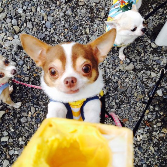 fc2blog_201411110636049ae.jpg
