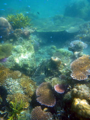 P1100484.jpg