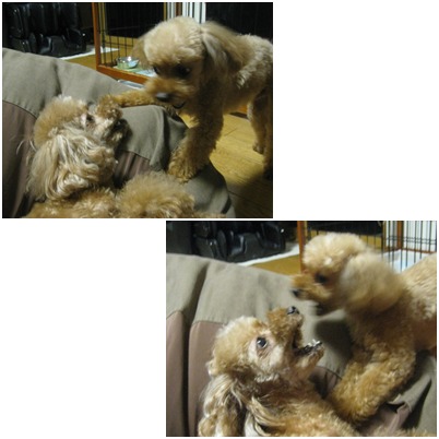 バトル