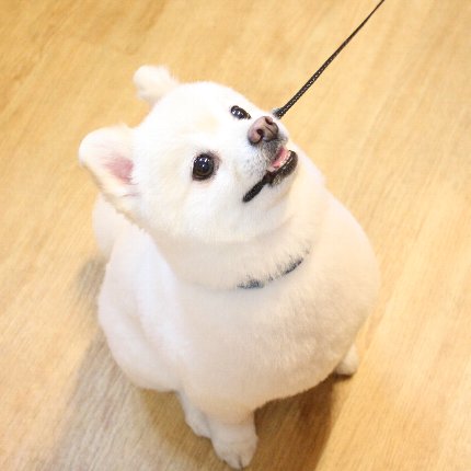 モック君