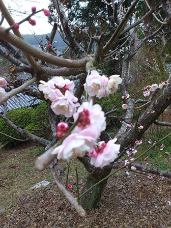吉備津神社の梅