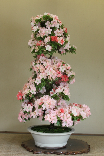 愛花、樹高100ｃｍ、幹回り13ｃｍ012_2