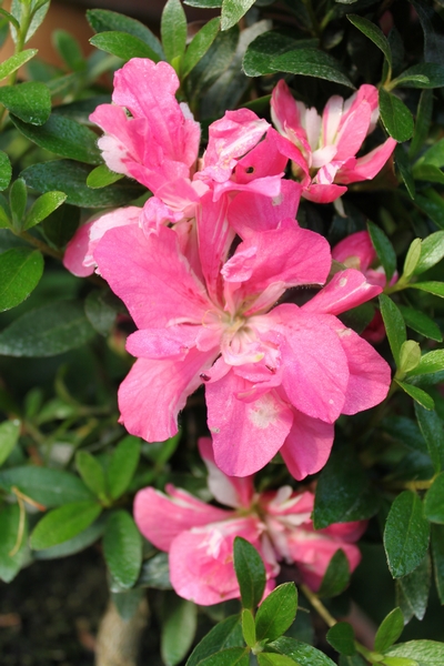 園主の独り言【花物の魅力】 | ○○◎サツキ盆栽通信◎○○