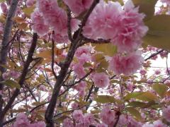 DSC_0030_20130417184502.jpg