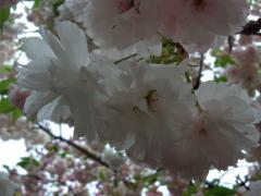 DSC_0036.jpg