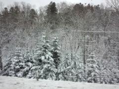 DSC_0077.jpg