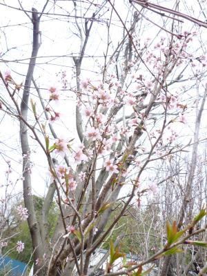 2013.3.20-1