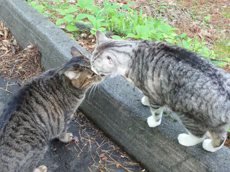 またまた、朝のお散歩6
