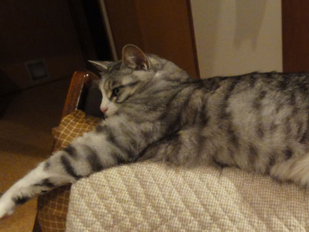 ナナの居場所2