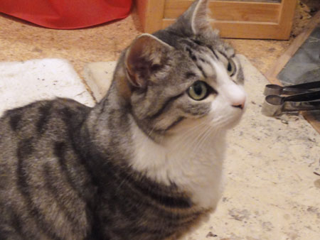ナナの興味は・・・5