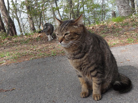 な、なにするんの、マロン!6