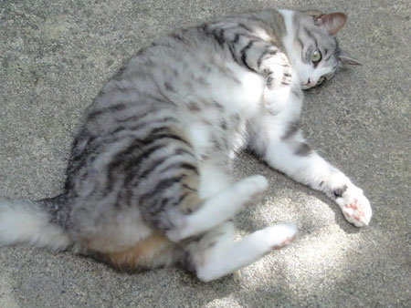 やっとお散歩8