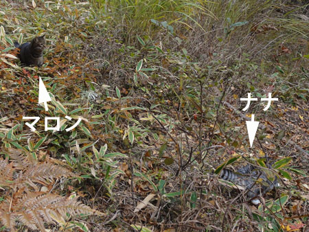 紅葉のお家5