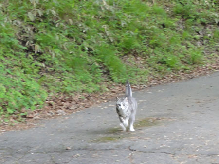 藪こぎナナ13