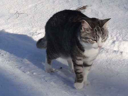 今朝のお散歩7