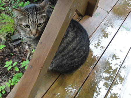 今朝は雨があがって4