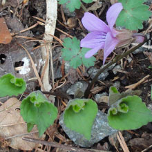 sumire-2_20120430154407.jpg